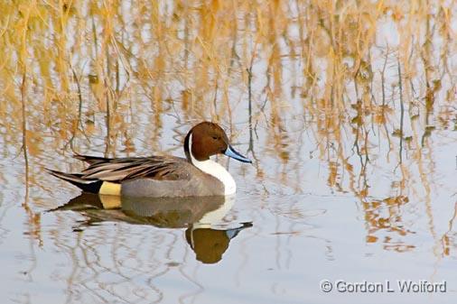 Pintail Duck Swimming_73018.jpg - Northern Pintail Duck (Anas acuta) photographed in the Bosque del Apache National Wildlife Refuge near San Antonio, New Mexico USA. 